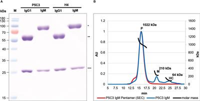 Glyco engineered pentameric SARS-CoV-2 IgMs show superior activities compared to IgG1 orthologues